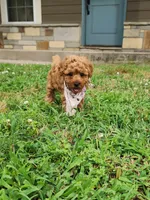 Macy, a female Miniature Goldendoodle for sale in Tulsa, OK – 3 of 8