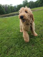 Bronco, a male Goldendoodle for sale in Tulsa, OK – 7 of 8