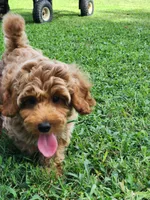 Sam, a male Miniature Goldendoodle for sale in Tulsa, OK – 2 of 10