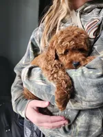 Willow, a  Miniature Goldendoodle for sale in Tulsa, OK – 5 of 10