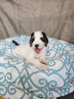 Baxter, a  Bernedoodle for sale in Tulsa, OK – 4 of 9