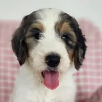 Baxter, a  Bernedoodle for sale in Tulsa, OK – 5 of 9