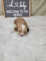 Willy, a male Miniature Goldendoodle for sale in Tulsa, OK – 8 of 9