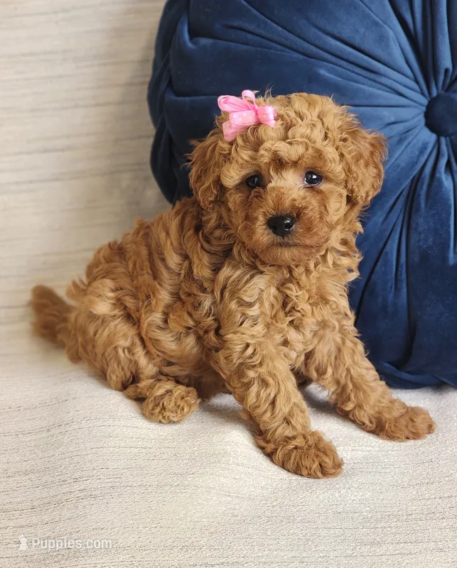 Macy – Miniature Goldendoodle puppy for sale in Tulsa, OK