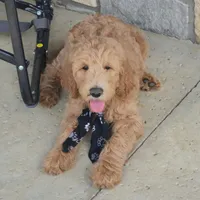 Jack, a male Goldendoodle for sale in Tulsa, OK – 3 of 9