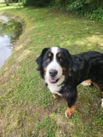 Claire, a female Bernese Mountain Dog for sale in Tulsa, OK – 4 of 5