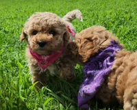 Willow, a male Miniature Goldendoodle for sale in Tulsa, OK – 5 of 10