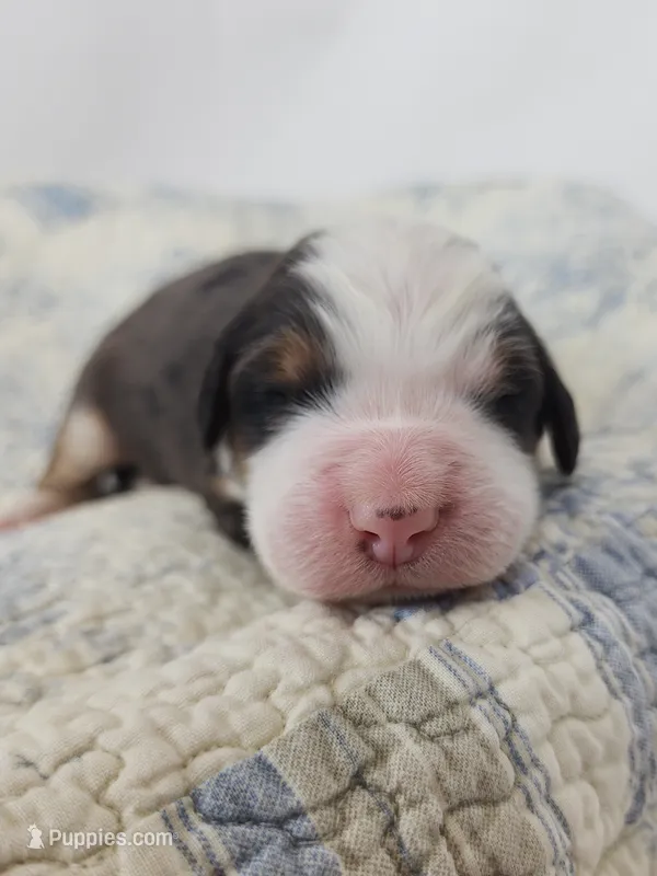 Dexter – Bernedoodle puppy for sale in Tulsa, OK