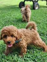 Sam, a male Miniature Goldendoodle for sale in Tulsa, OK – 5 of 10