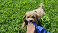 Charlie, a male Miniature Goldendoodle for sale in Tulsa, OK – 6 of 9