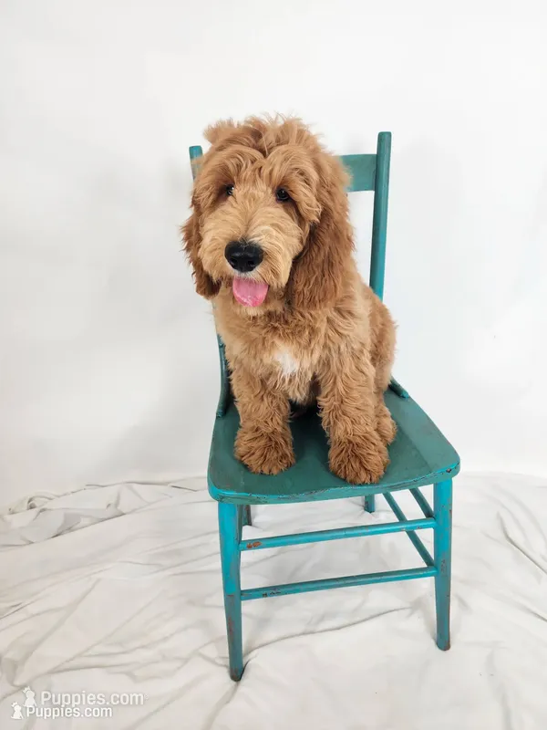 Jack – Goldendoodle puppy for sale in Tulsa, OK