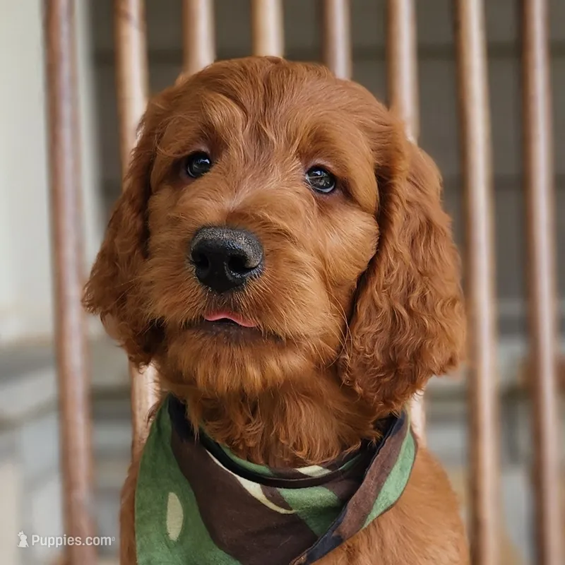 Hank – Goldendoodle puppy for sale in Tulsa, OK
