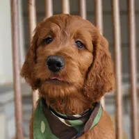 Hank, a male Goldendoodle for sale in Tulsa, OK – 1 of 10