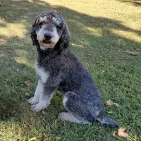 Maverick, a male Poodle - Standard  for sale in Tulsa, OK – 10 of 10