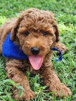 Rex, a male Miniature Goldendoodle for sale in Tulsa, OK – 5 of 10
