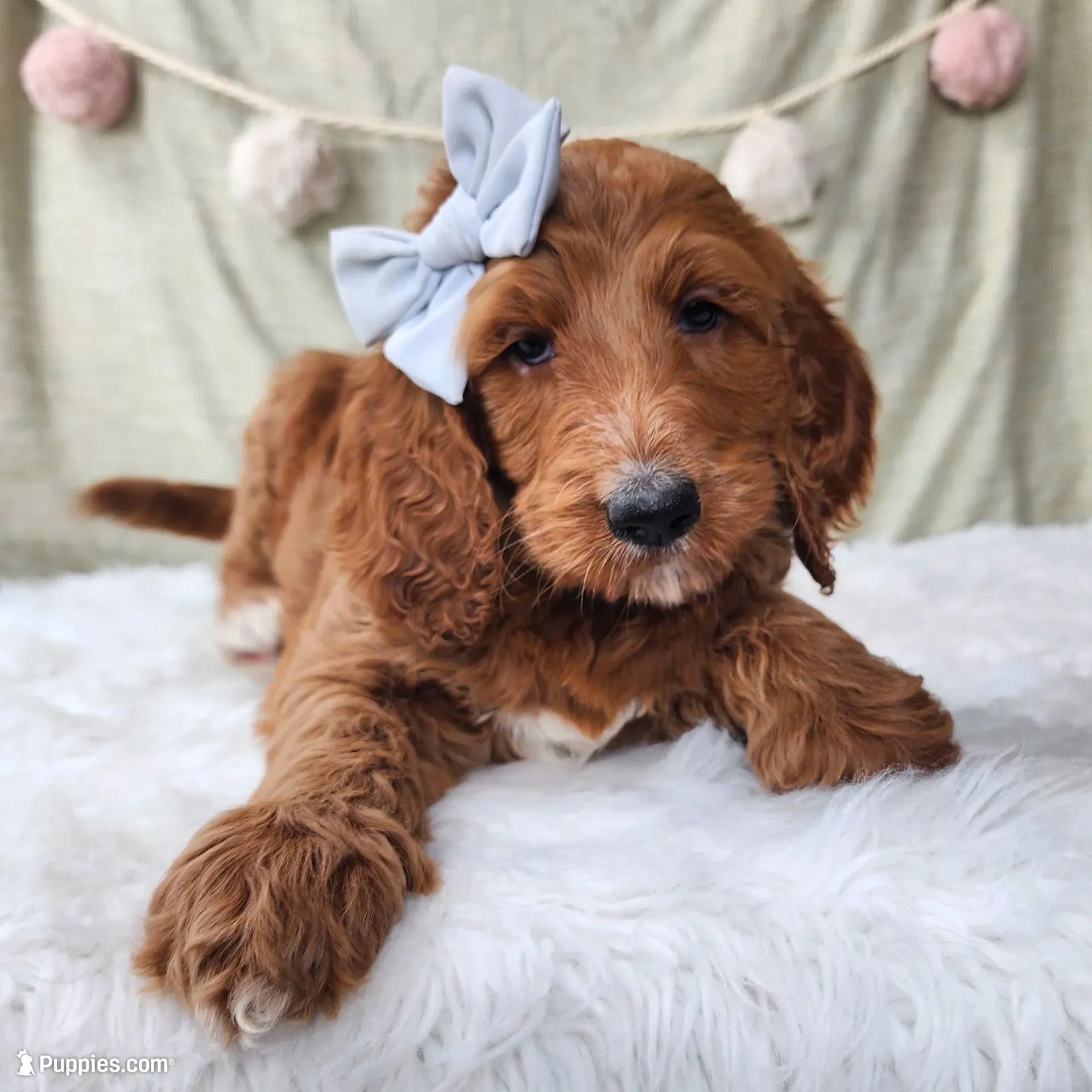 Elsie , a female Goldendoodle for sale in Tulsa, OK – 1 of 6