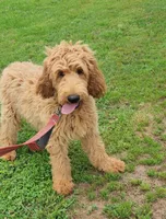 Bo, a male Goldendoodle for sale in Tulsa, OK – 4 of 10