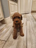 Rosie, a female Miniature Goldendoodle for sale in Tulsa, OK – 4 of 10
