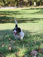 Bella, a female Bernedoodle for sale in Tulsa, OK – 3 of 5
