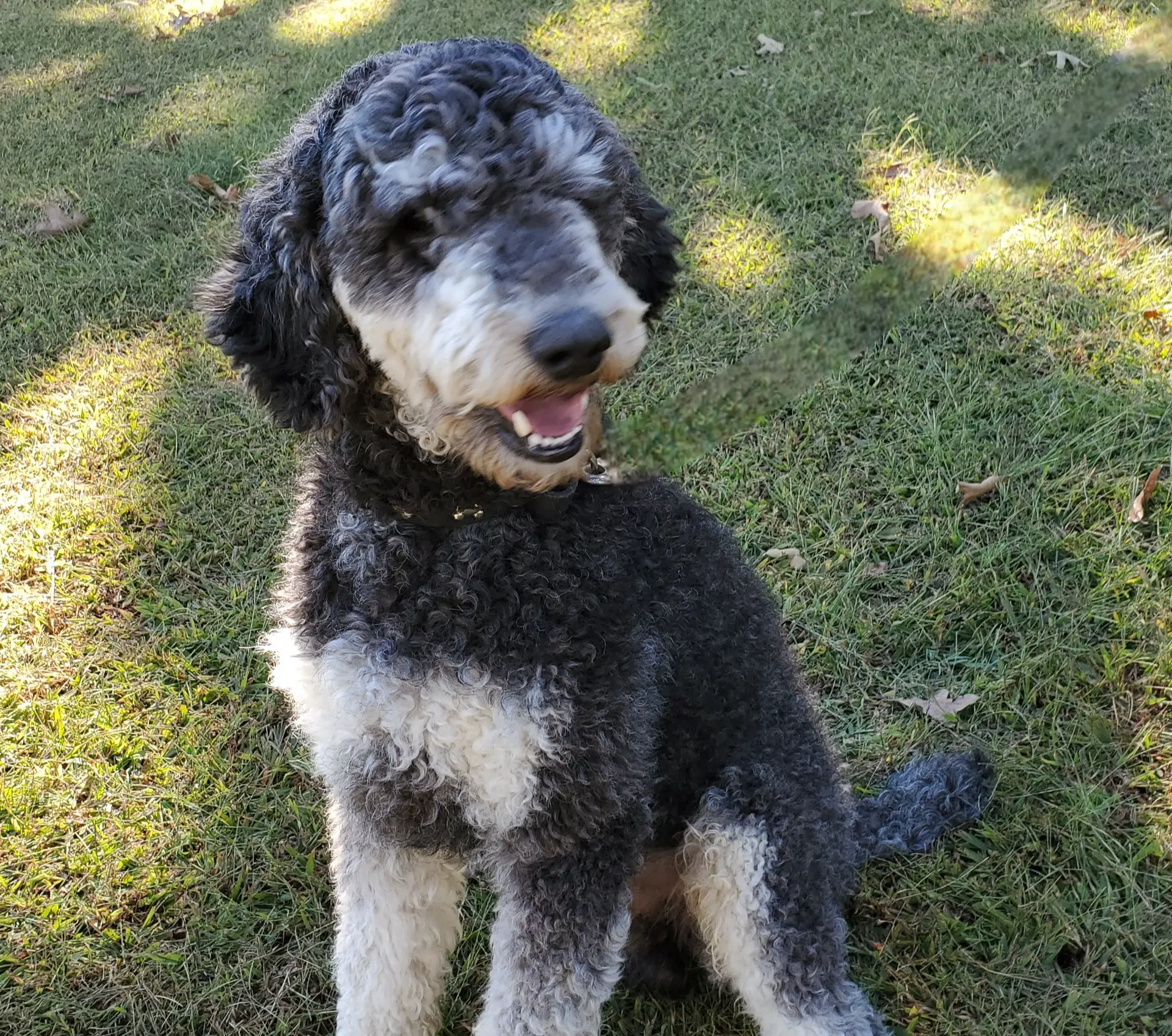 Maverick, a male Poodle - Standard  for sale in Tulsa, OK – 1 of 10
