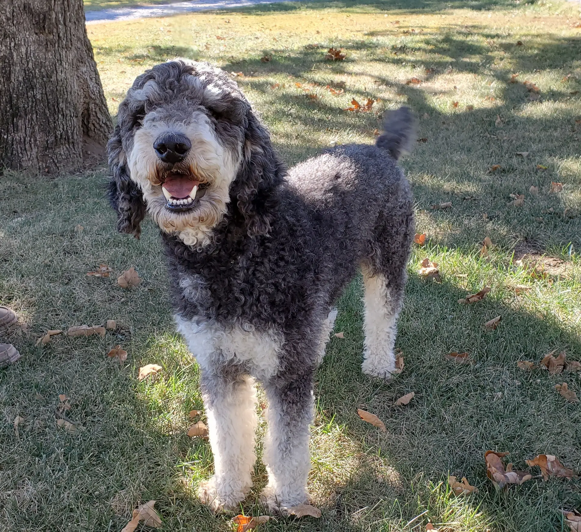 Maverick, a male Poodle - Standard  for sale in Tulsa, OK – 4 of 10