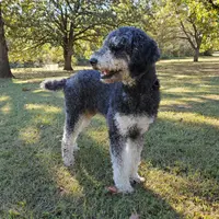 Maverick, a male Poodle - Standard  for sale in Tulsa, OK – 5 of 10
