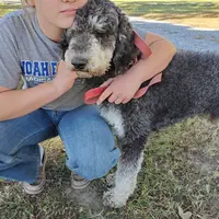 Maverick, a male Poodle - Standard  for sale in Tulsa, OK – 8 of 10