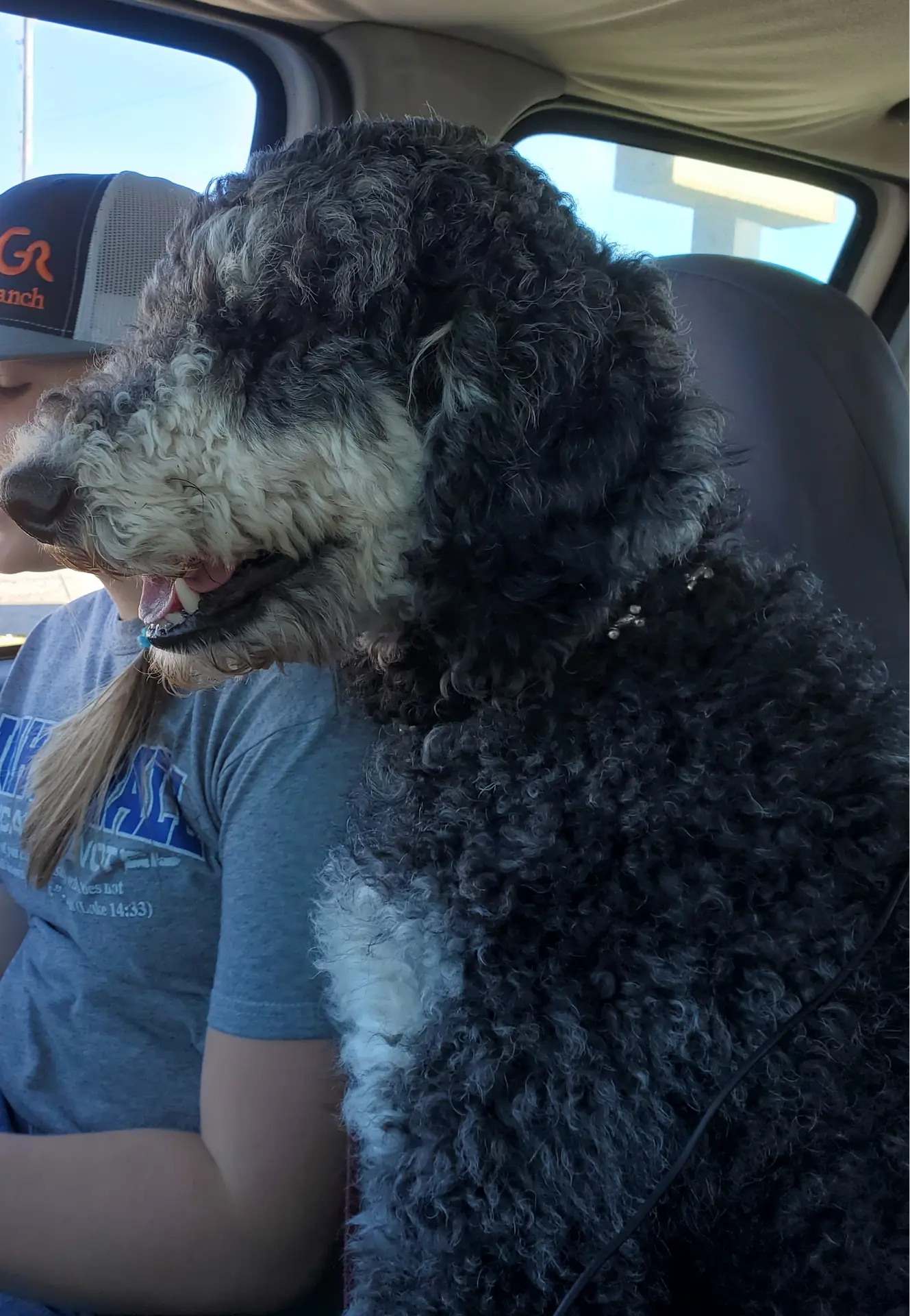 Maverick, a male Poodle - Standard  for sale in Tulsa, OK – 7 of 10