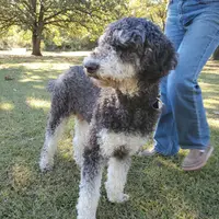 Maverick, a male Poodle - Standard  for sale in Tulsa, OK – 6 of 10