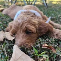 Elsie , a female Goldendoodle for sale in Tulsa, OK – 2 of 6