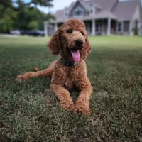 Annie, a female Goldendoodle for sale in Tulsa, OK – 5 of 5