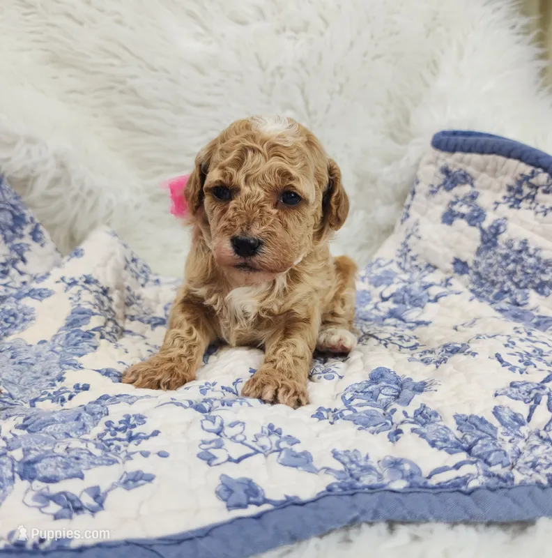 Maddie – Miniature Goldendoodle puppy for sale in Tulsa, OK