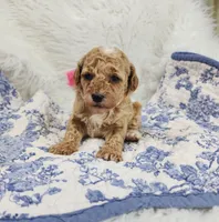 Maddie, a female Miniature Goldendoodle for sale in Tulsa, OK – 1 of 3