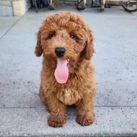 Rex, a male Miniature Goldendoodle for sale in Tulsa, OK – 3 of 8
