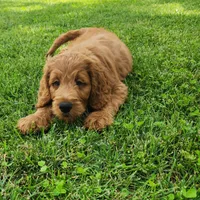 Hank, a male Goldendoodle for sale in Tulsa, OK – 4 of 10