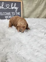 Willow, a female Miniature Goldendoodle for sale in Tulsa, OK – 8 of 8