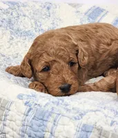 Rosie, a female Miniature Goldendoodle for sale in Tulsa, OK – 2 of 3