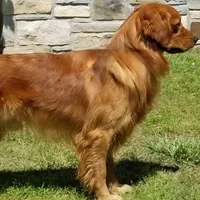 Drover, a male Golden Retriever for sale in Tulsa, OK – 4 of 6