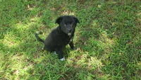 Milly, a female Border Collie and Labrador Retriever for sale in Tulsa, OK – 9 of 10