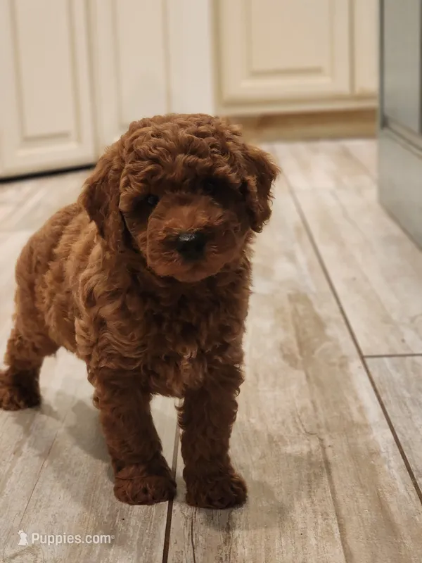 Rex – Miniature Goldendoodle puppy for sale in Tulsa, OK