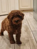 Rex, a male Miniature Goldendoodle for sale in Tulsa, OK – 2 of 10