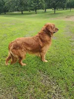 Drover, a male Golden Retriever for sale in Tulsa, OK – 3 of 6