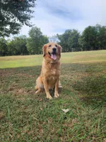 Lainey, a  Golden Retriever for sale in Tulsa, OK – 2 of 8