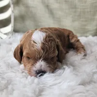 Willy, a male Miniature Goldendoodle for sale in Tulsa, OK – 3 of 9