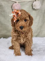 Rosie, a female Miniature Goldendoodle for sale in Tulsa, OK – 2 of 10