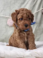 Rex, a male Miniature Goldendoodle for sale in Tulsa, OK – 6 of 10