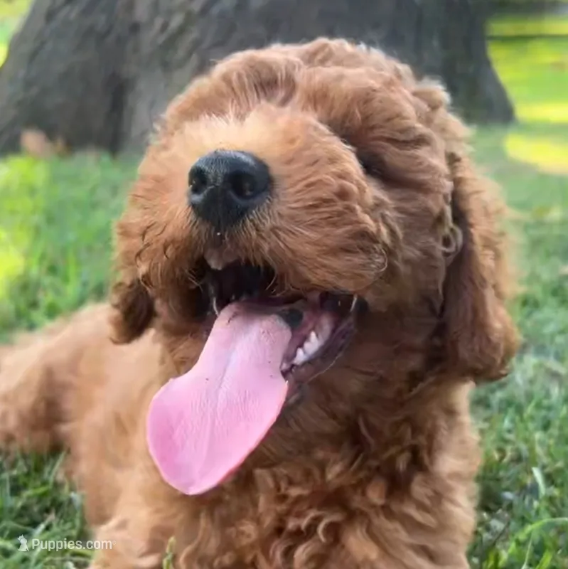 Rex – Miniature Goldendoodle puppy for sale in Tulsa, OK