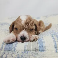 Willy, a male Miniature Goldendoodle for sale in Tulsa, OK – 2 of 9
