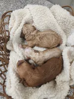 Willow, a female Miniature Goldendoodle for sale in Tulsa, OK – 4 of 4