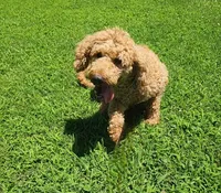 Zoe, a female Goldendoodle for sale in Tulsa, OK – 3 of 10